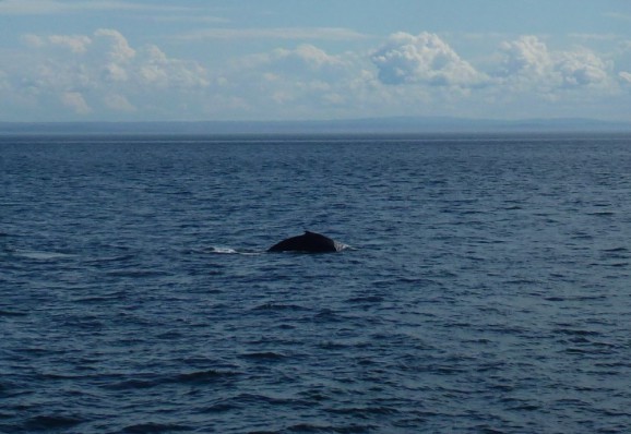 Whale Watching in Kanada