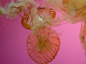 Jellyfish, Shedd Aquarium, Chicago