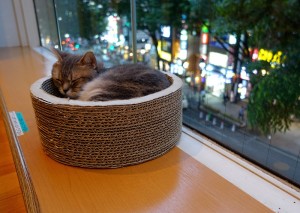 Cat Café in Shibuya