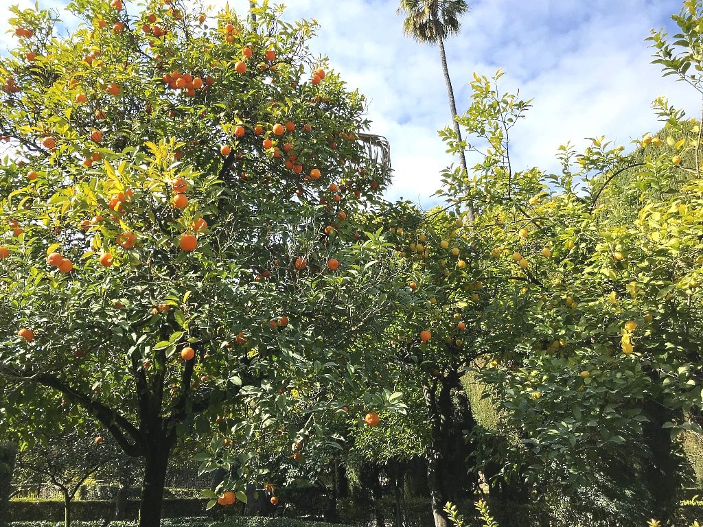 naranjas de Sevilla