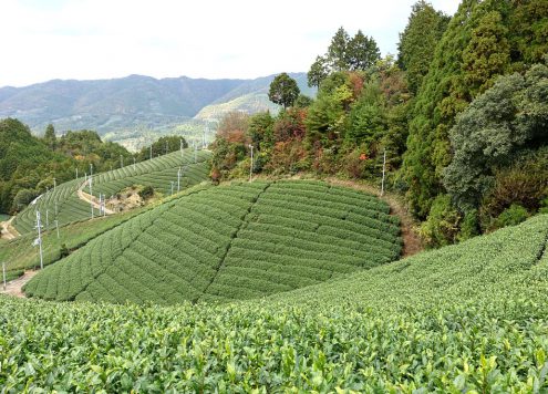 Teefarm in Japan