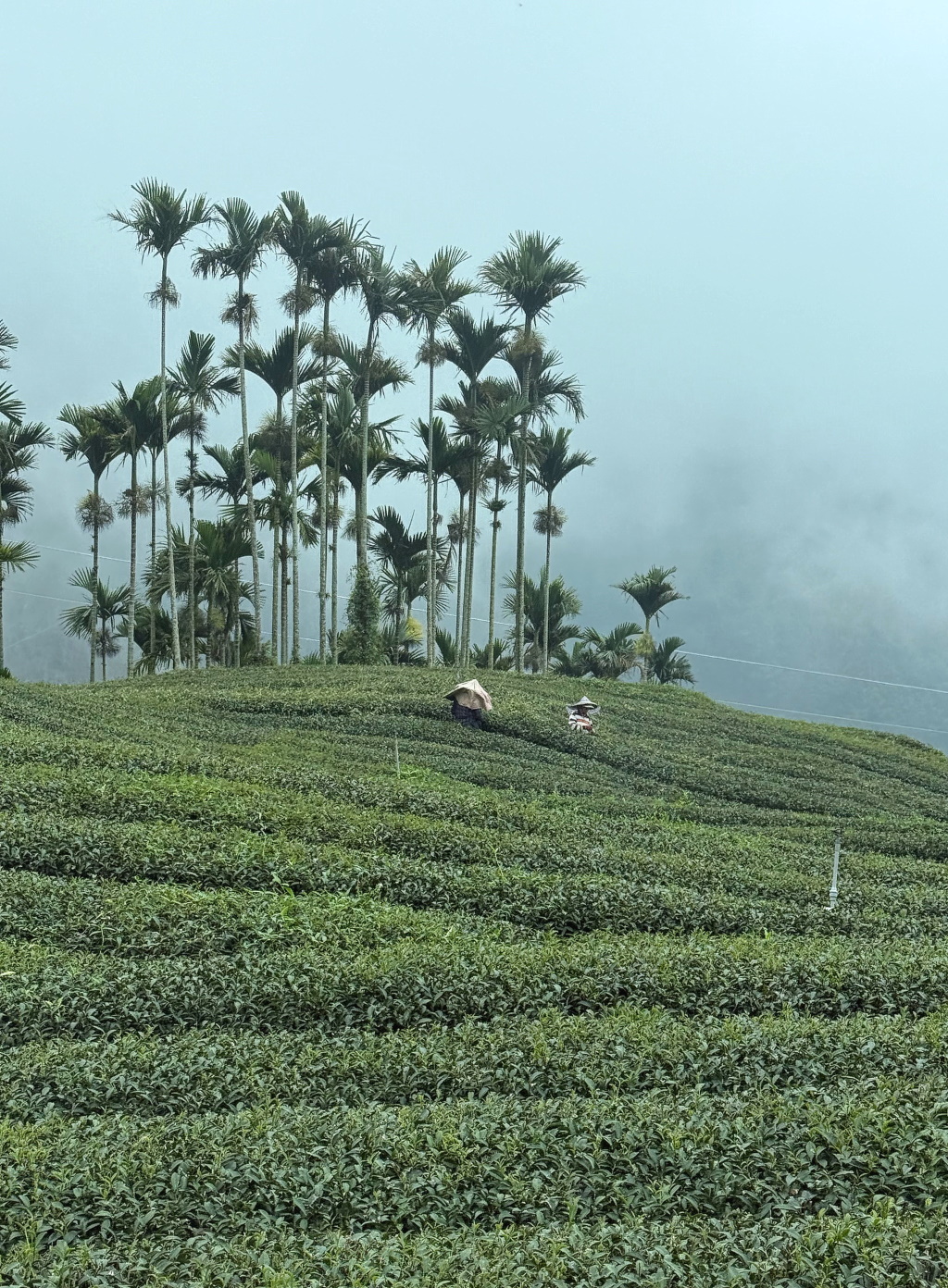 Teepflückerinnen im Alishan-Hochgebirge