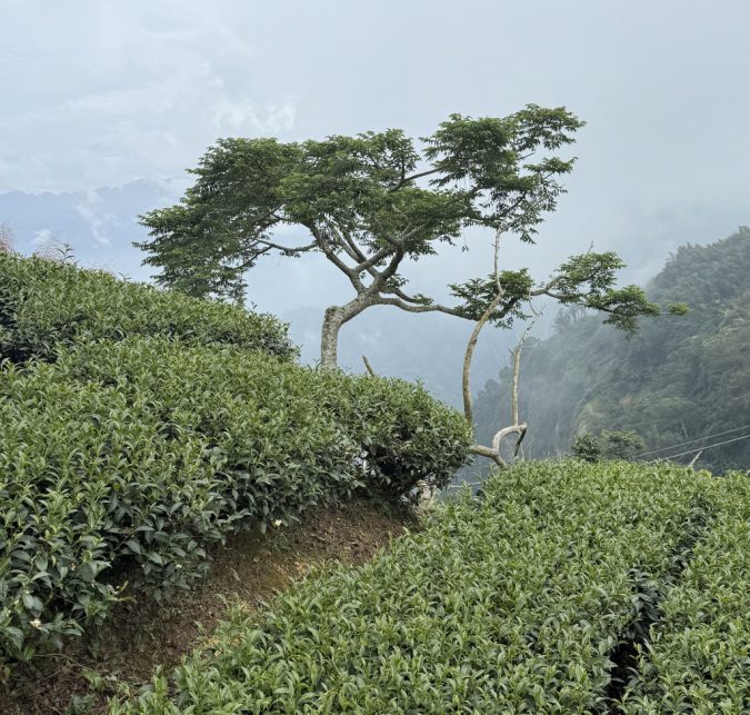 Alishan-Hochgebirge