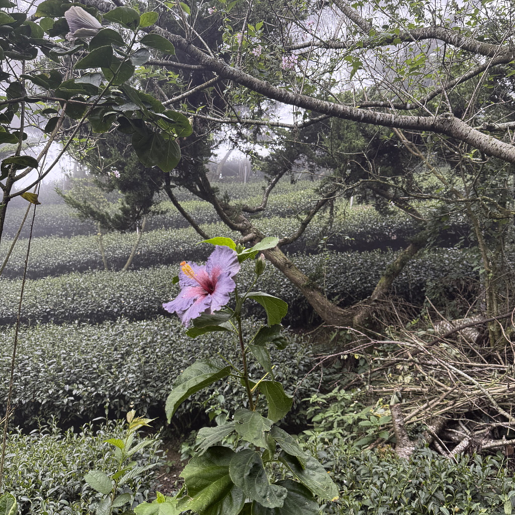 Teefeld mit Hibiskusblüte