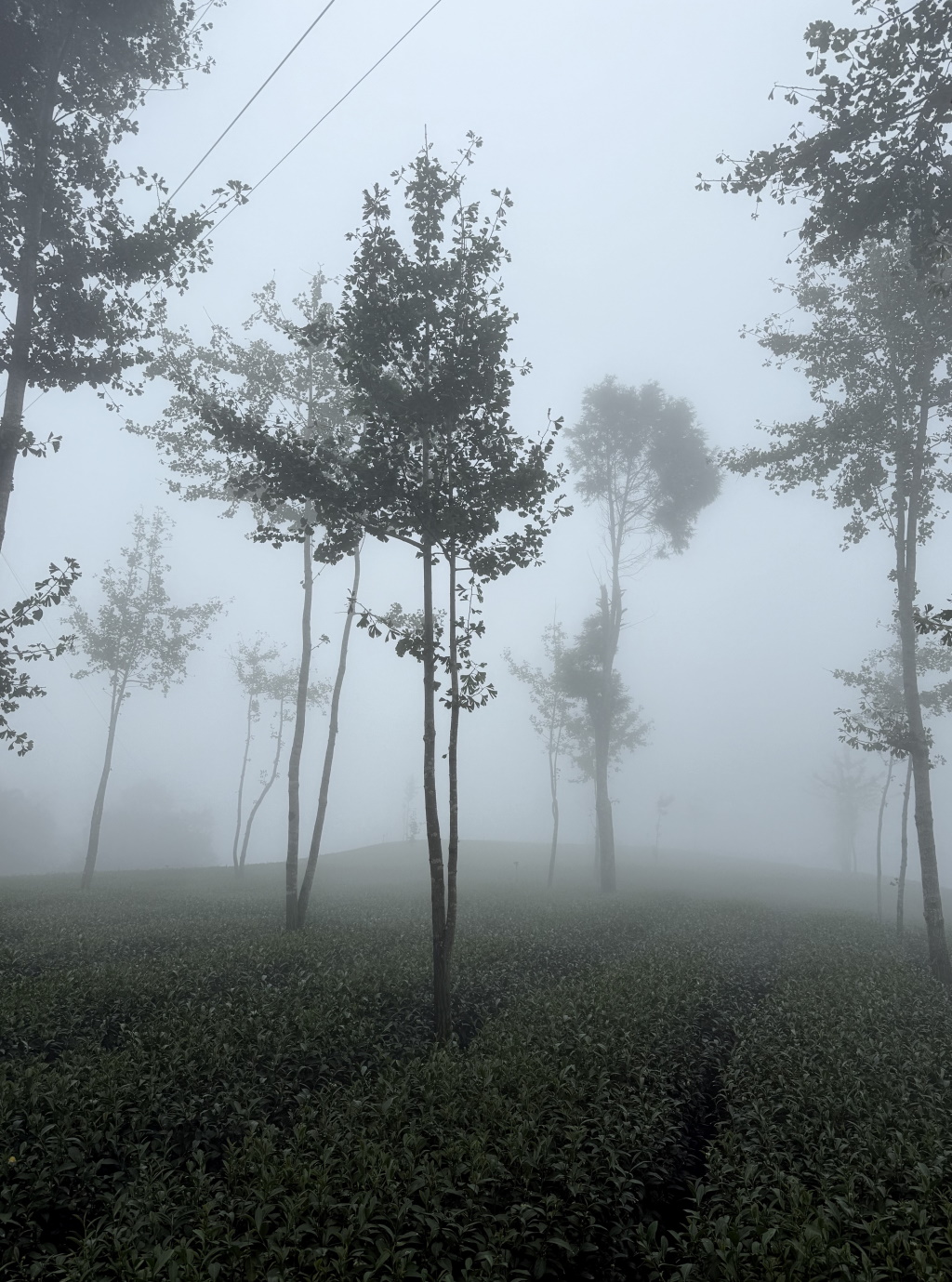 Nebel auf den taiwanischen Teebergen