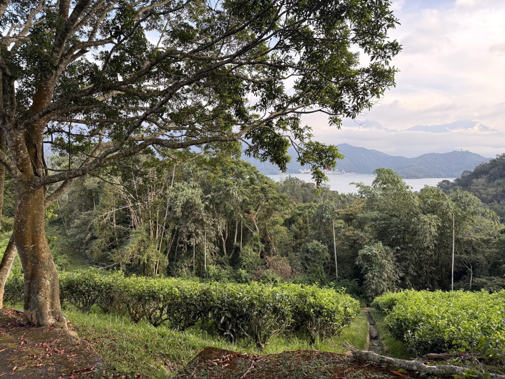 Taiwan-Reise: Teefelder über dem Sun Moon Lake